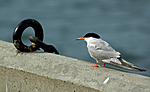 BB 05 0171 / Sterna hirundo / Makrellterne